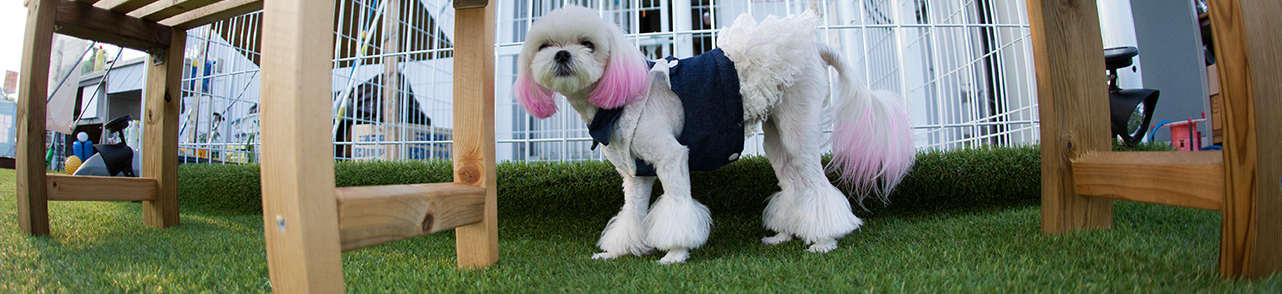 pet-areas-banner