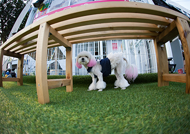 Residential Turf
